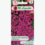 Lobelia przylądkowa, Stroiczka (karminowoczerwona) (Lobelia erinus) - 0,1 g