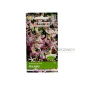 Maciejka (Matthiola bicornis) - 5 g