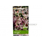 Maciejka (Matthiola bicornis) - 5 g