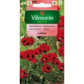 Mak biedronkowy LADYBIRD (Papaver commutatum Fisch) - 400 mg