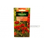 Mak biedronkowy LADYBIRD (Papaver commutatum Fisch) - 400 mg