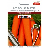 Marchew późna BERLIKUMER 2 PERFEKCJA (Daucus carota) - taśma 5 m 