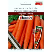 Marchew wczesna typ karotka JAGNA (Daucus carota) - taśma 5 m 