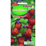 Miechunka (Physalis alkekengi) - 0,5 g