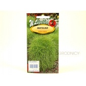 Mietelnik, Kochia, Cyprys letni zielony (Kochia scoparia) - 1 g