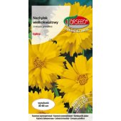 Nachyłek wielkokwiatowy (Coreopsis grandiflora) - 1 g