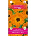 Nagietek lekarski (pomarańczowy) (Celendula officinalis) - 1 g