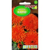 Nagietek lekarski RADIO (Calendula officinalis) - 3 g