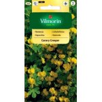 Nasturcja wysoka CANARY CREEPER (Tropaeolum majus) - 2 g