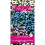 Niezapominajka alpejska (mieszanka) (Myosotis alpestris) - 0,3 g