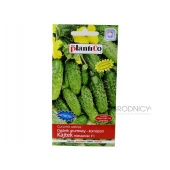 Ogórek gruntowy, korniszonowy, konserwowy KAJTEK  F1 (Cucumis sativus) - 5 g