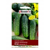 Ogórek gruntowy, konserwowy, kwaszeniak KRAK F1 (Cucumis sativus) - 5 g