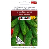 Ogórek gruntowy, konserwowy, kwaszeniak SOPLICA F1 otoczkowany (Cucumis sativus) - 50 nasion