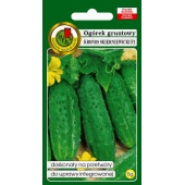 Ogórek gruntowy, konserwowy, kwaszeniak KRONOS SKIERNIEWICKI F1 (Cucumis sativus) - 5 g