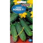 Ogórek gruntowy, konserwowy, kwaszeniak BORUS F1 (Cucumis sativus) - 5 g