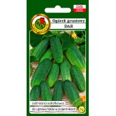 Ogórek gruntowy, konserwowy, kwaszeniak DAR (Cucumis sativus) - 3 g