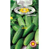 Ogórek gruntowy, konserwowy, kwaszeniak POLAN F1 (Cucumis sativus) - 5 g