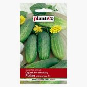 Ogórek gruntowy, konserwowy, kwaszeniak POLAN F1 (Cucumis sativus) - 5 g