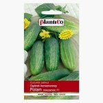 Ogórek gruntowy, konserwowy, kwaszeniak POLAN F1 (Cucumis sativus) - 5 g