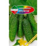 Ogórek gruntowy, konserwowy, kwaszeniak MAGNETAR  F1 (Cucumis sativus) - 5 g