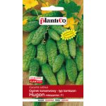 Ogórek gruntowy, korniszonowy, konserwowy HUGON  F1 (Cucumis sativus) - 5 g