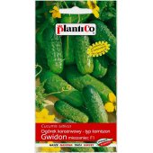 Ogórek gruntowy, korniszonowy, konserwowy GWIDON F1 (Cucumis sativus) - 5 g