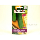 Ogórek gruntowy, sałatkowy GRACIUS GŁADKI F1 (Cucumis sativus) - 5 g