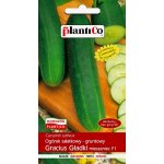 Ogórek gruntowy, sałatkowy GRACIUS GŁADKI F1 (Cucumis sativus) - 5 g