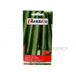 Ogórek szklarniowy, pod osłony CARUSO F1 (Cucumis sativus) - 1 g