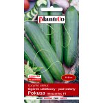Ogórek szklarniowy, pod osłony POKUSA  F1 (Cucumis sativus) - 1 g