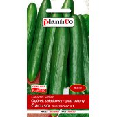 Ogórek szklarniowy, pod osłony CARUSO F1 (Cucumis sativus) - 1 g