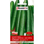 Ogórek szklarniowy, pod osłony CARUSO F1 (Cucumis sativus) - 1 g