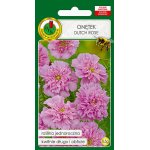 Onętek, Kosmos różowy DUTCH ROSE (Cosmos bipinnatus) - 0,5 g