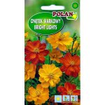 Onętek siarkowy BRIGHT LIGHTS (mieszanka) (Cosmos sulphureus) - 1 g