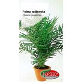 Palma królewska (Phoenix canariensis) - 4 g