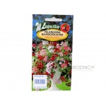 Pelargonia bluszczolistna (Pelargonium peltatum) - 10 nasion