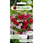 Pelargonia bluszczolistna (Pelargonium peltatum) - 10 nasion