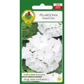 Pelargonia rabatowa (biała) (Pelargonium zanale) - 10 nasion