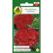 Pelargonia rabatowa (czerwona) (Pelargonium zanale) - 10 nasion