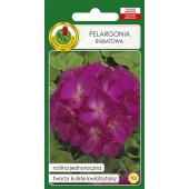 Pelargonia rabatowa (fioletowa) (Pelargonium zanale) - 10 nasion