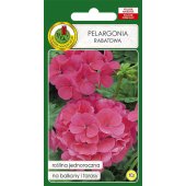 Pelargonia rabatowa (różowa) (Pelargonium zanale) - 10 nasion