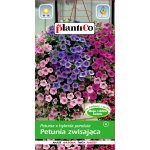 Petunia zwisająca fioletowa (Petunia x hybrida pendula) - 0,05 g