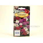 Pierwiosnek ząbkowany (Primula denticulata) - 0,03 g