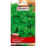Pietruszka naciowa NATALKA (Petroselinum crispum) - 5 g