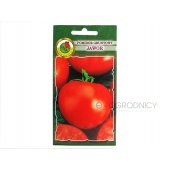 Pomidor gruntowy karłowy JAWOR (Lycopersicon esculentum) - 1 g