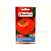 Pomidor gruntowy karłowy BOHUN (Lycopersicon esculentum) - 1 g