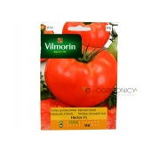 Pomidor gruntowy karłowy HECTOR F1 (Lycopersicum esculentum) - 0,1 g