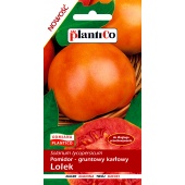 Pomidor gruntowy karłowy LOLEK (Solanum lycopersicum) - 0,5 g