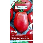 Pomidor gruntowy karłowy MALINOWY BOSMAN (Solanum lycopersicum) - 0,5 g