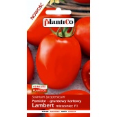 Pomidor gruntowy karłowy LAMBERT mieszaniec F1 (Solanum lycopersicum) - 0,5 g